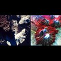 Earth - Volcano Views 